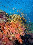 REEF with Paul Humann