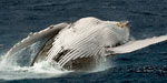 About Tonga's Humpbacks