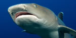 Fiji Shark Diving
