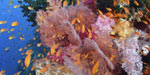 Fiji Dive Sites