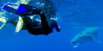 Swimming with Whales