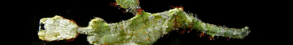Ghost Pipefish