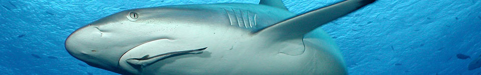 Shark - Grey Reef