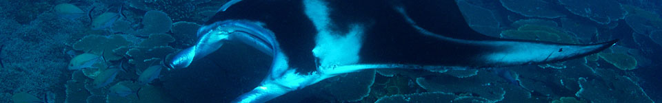 Manta over Coral