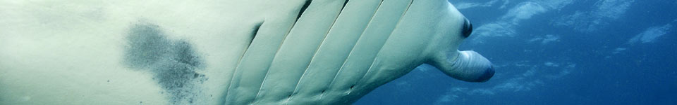Manta Overhead