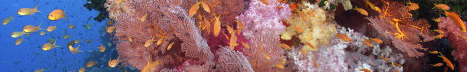 Soft Coral Reef