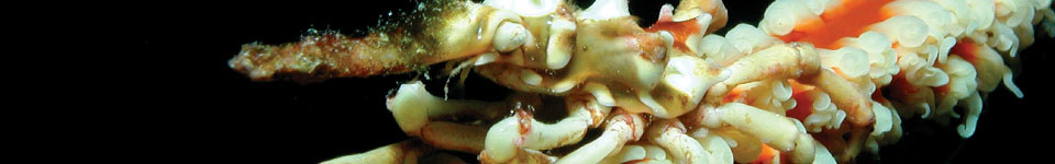 Xeno Crab