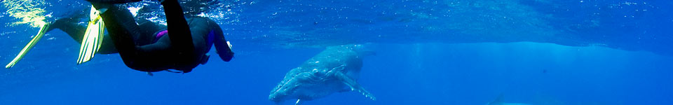 Humpback and Snorkellers