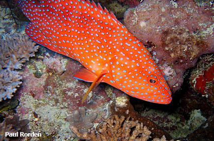 Coral grouper