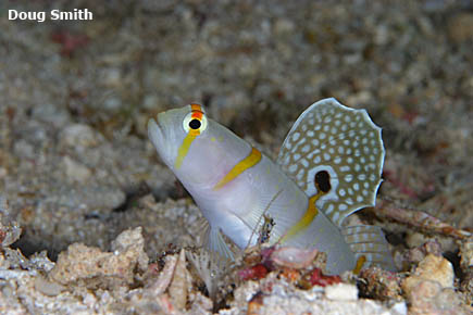 Randall's shrimpgoby