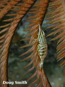 Crinoid shrimp