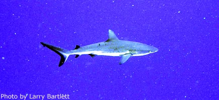 Grey Reef Shark.