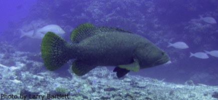 Humoungous grouper at Vulaga passage.