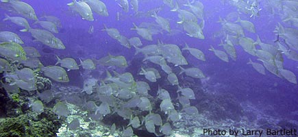 Fishy diving at Vulaga passage.