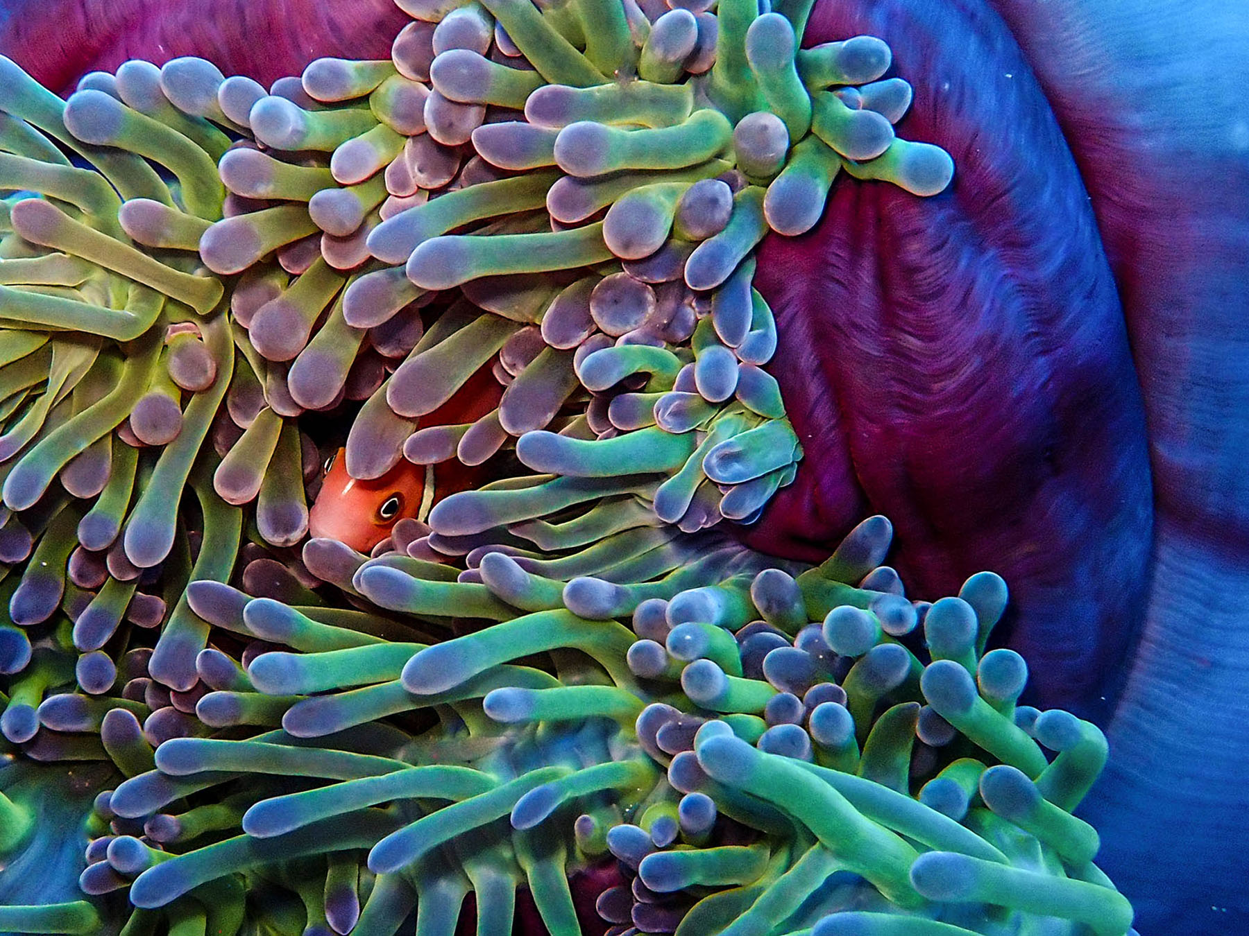 Anemone Fish