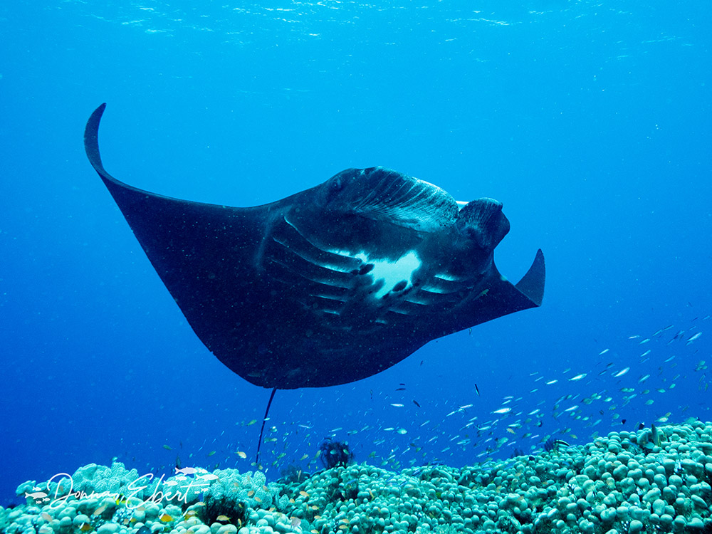 Manta Fiji Wakaya