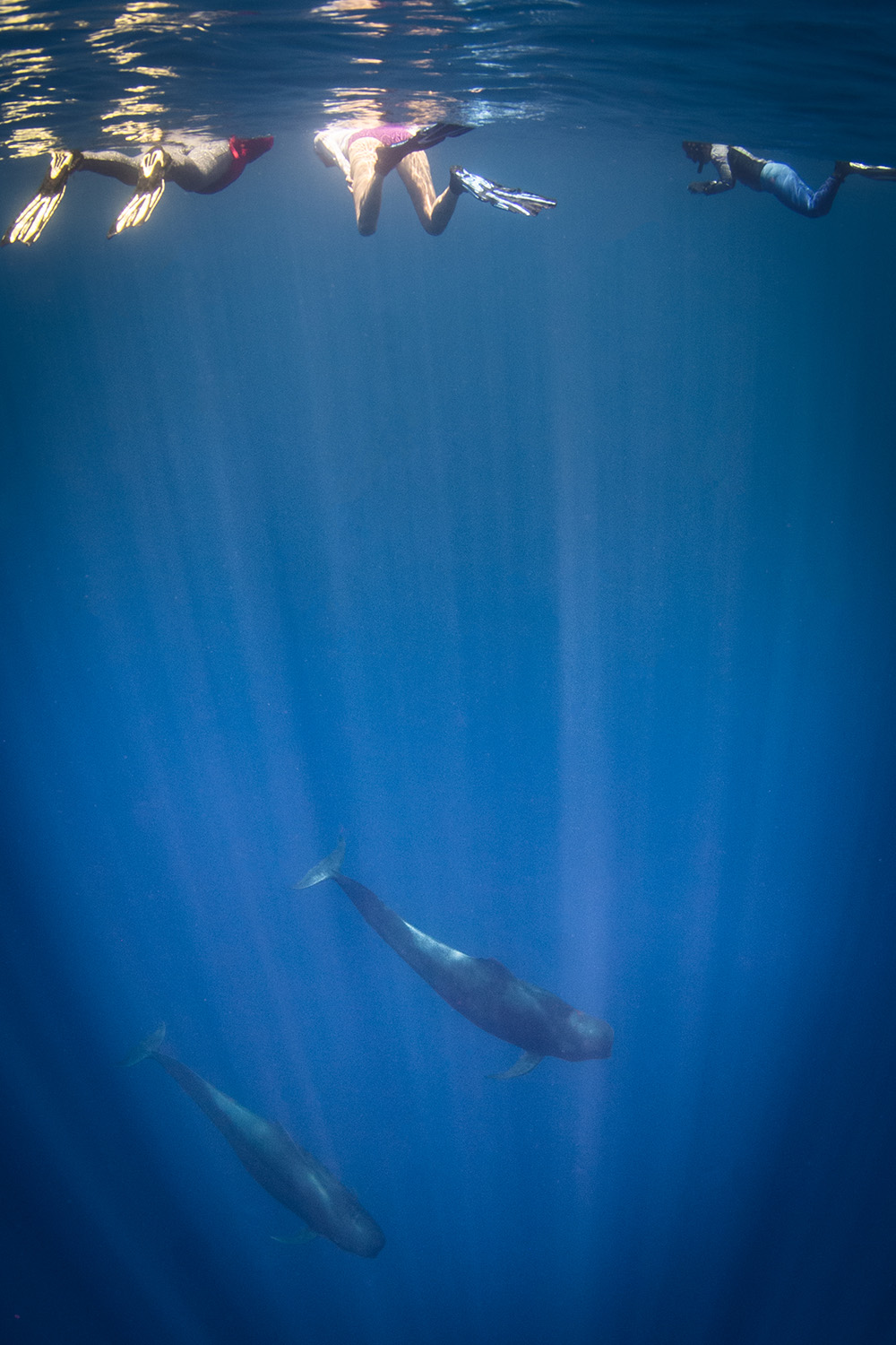 Pilot whales nai'a fiji