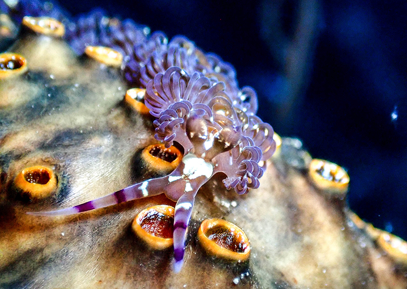 Blue Dragon Nudibranch