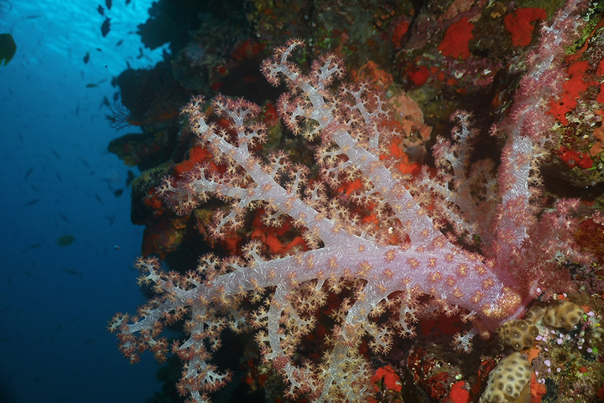 Fiji Soft Coral