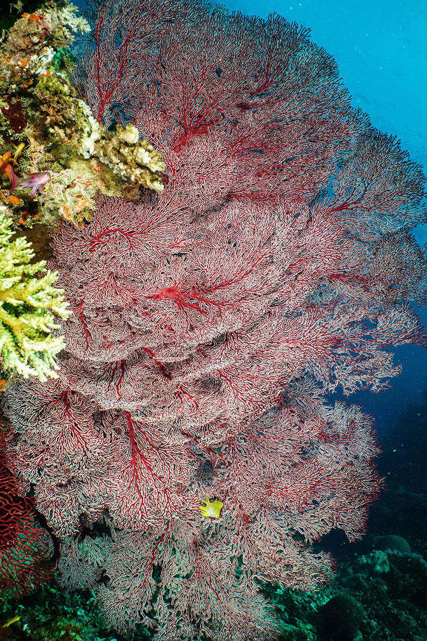 Sea fans Fiji