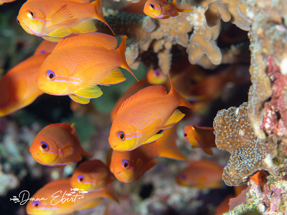 Scalefin Anthias Female Fiji