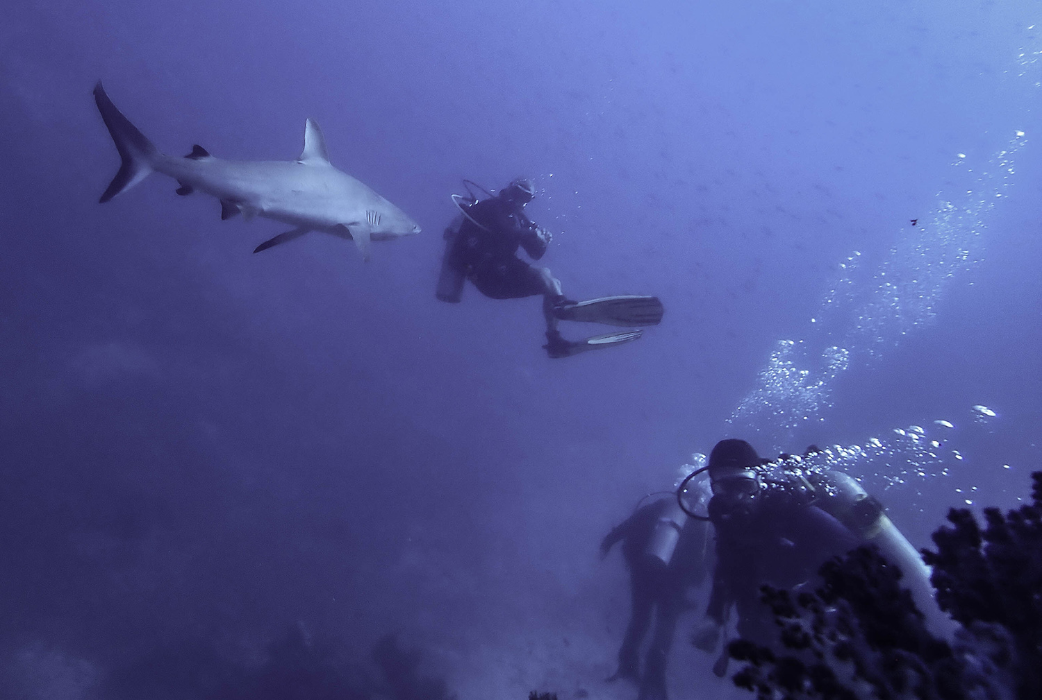 Grey Reef Shark