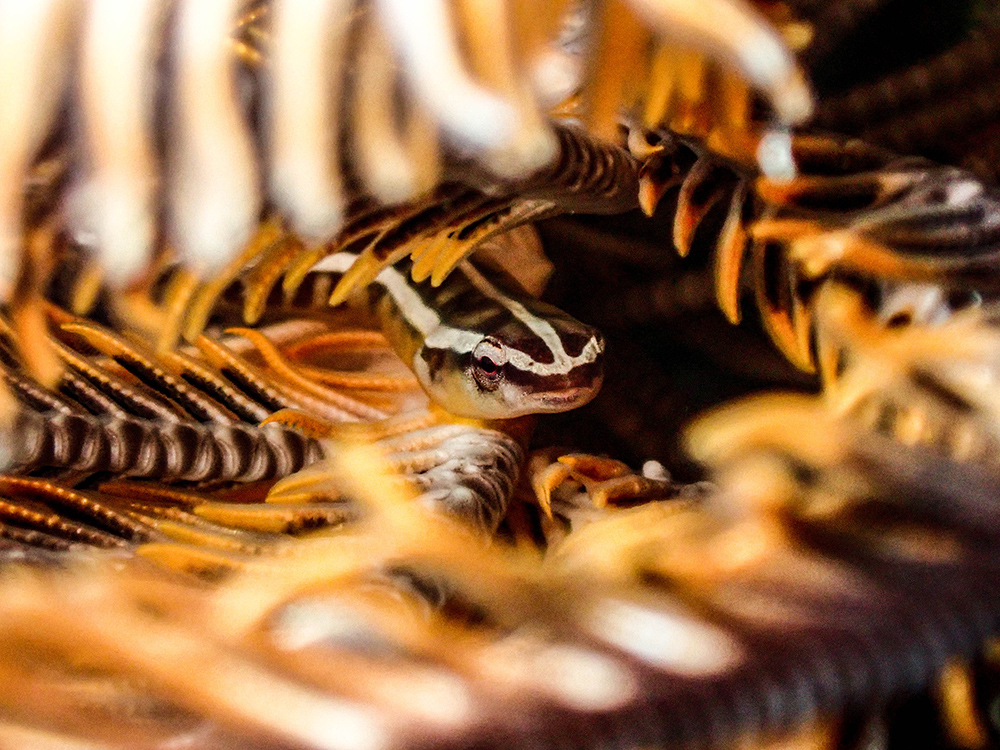 Crinoid Clingfish