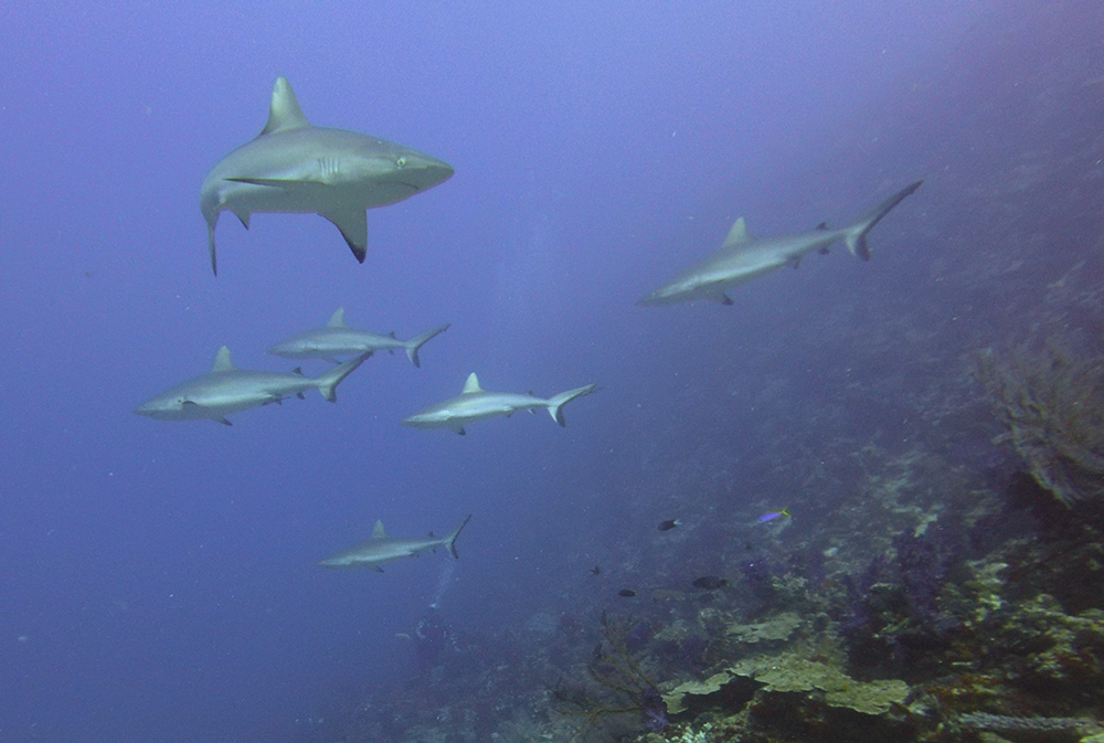 Sharks Nigali Passage