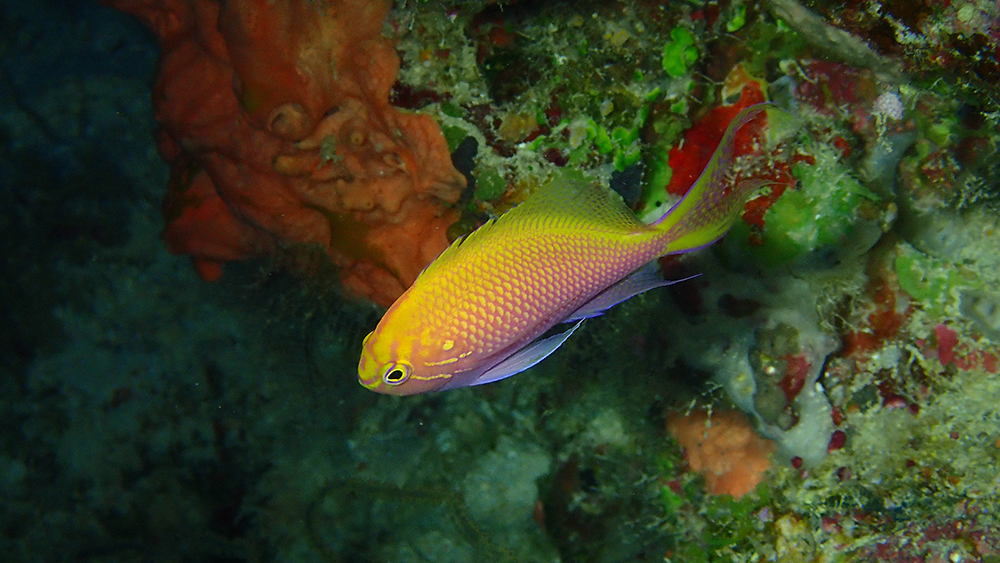 hawk anthias fiji nai'a