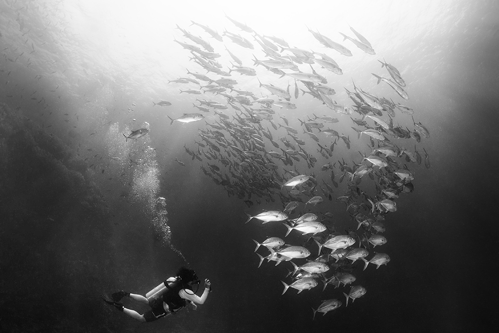 Trevallies,  nai'a fiji