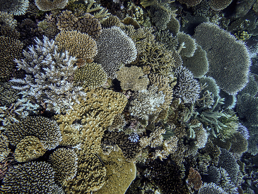 Coral Reef Fiji Acropora