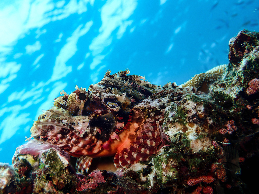 Scorpionfish