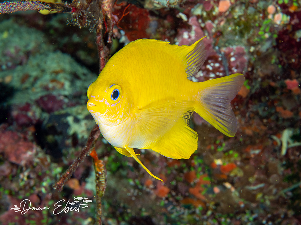 Golden Damselfish