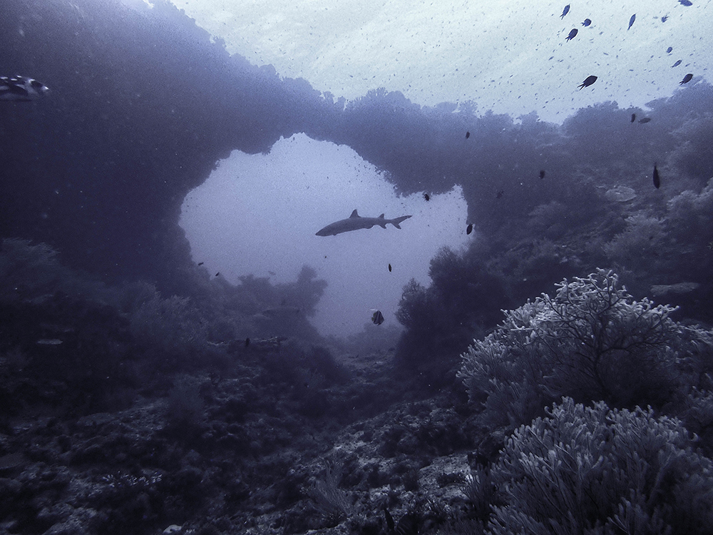 The Arch, shark