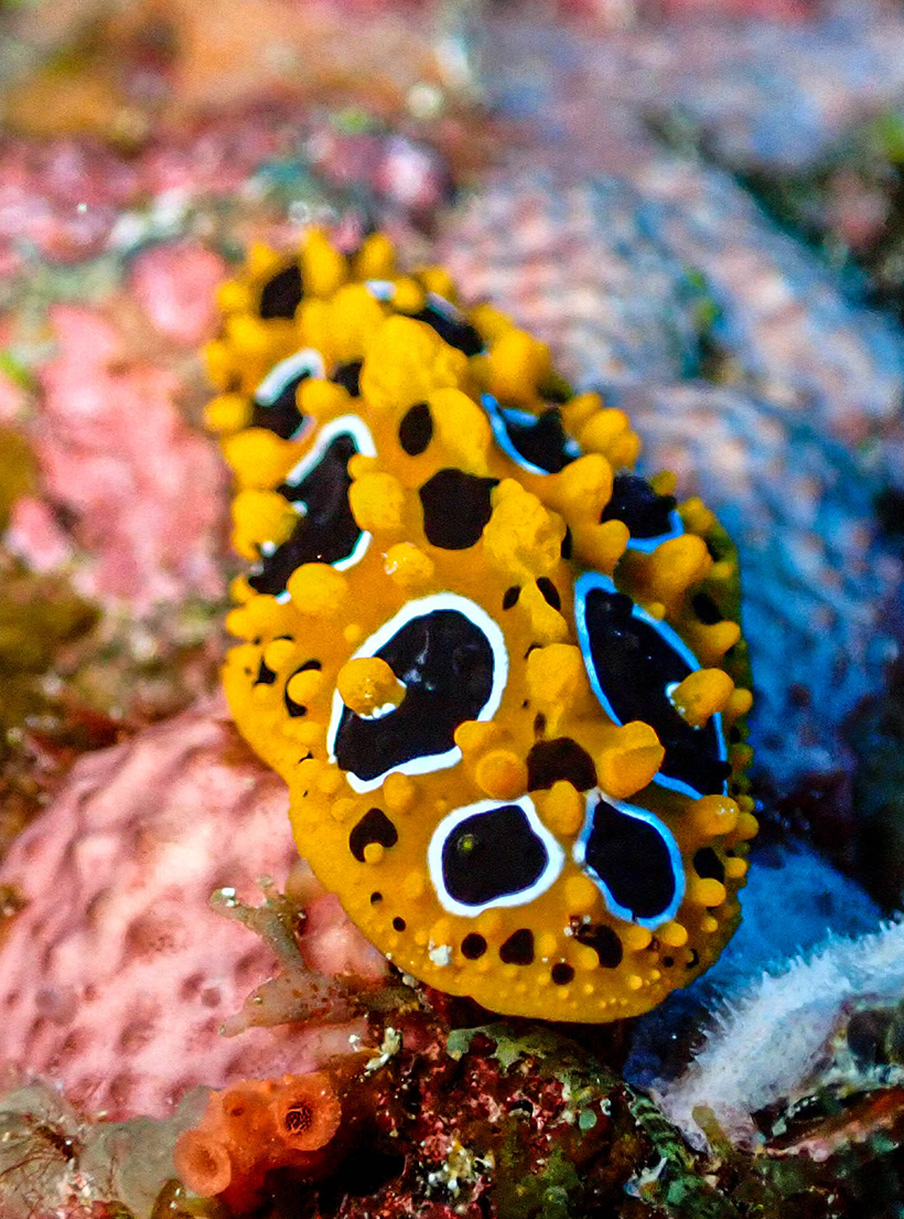 Nudibranch