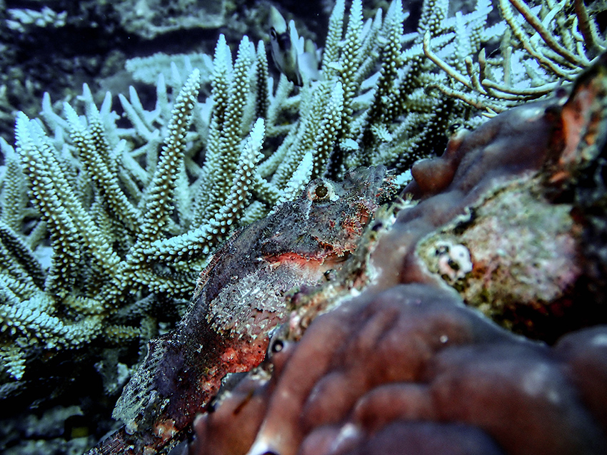 Scorpion Fish