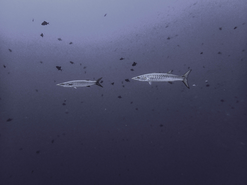 Barracudas