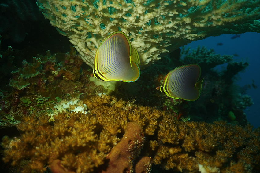 Butterfly fish