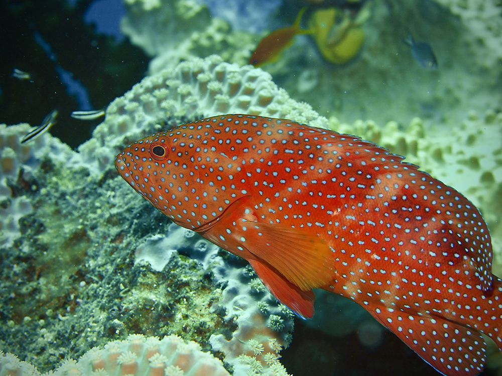 coral grouper fiji nai'a