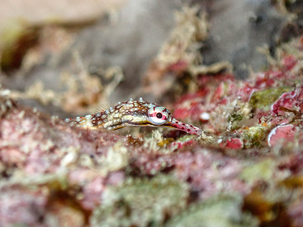 Pipefish