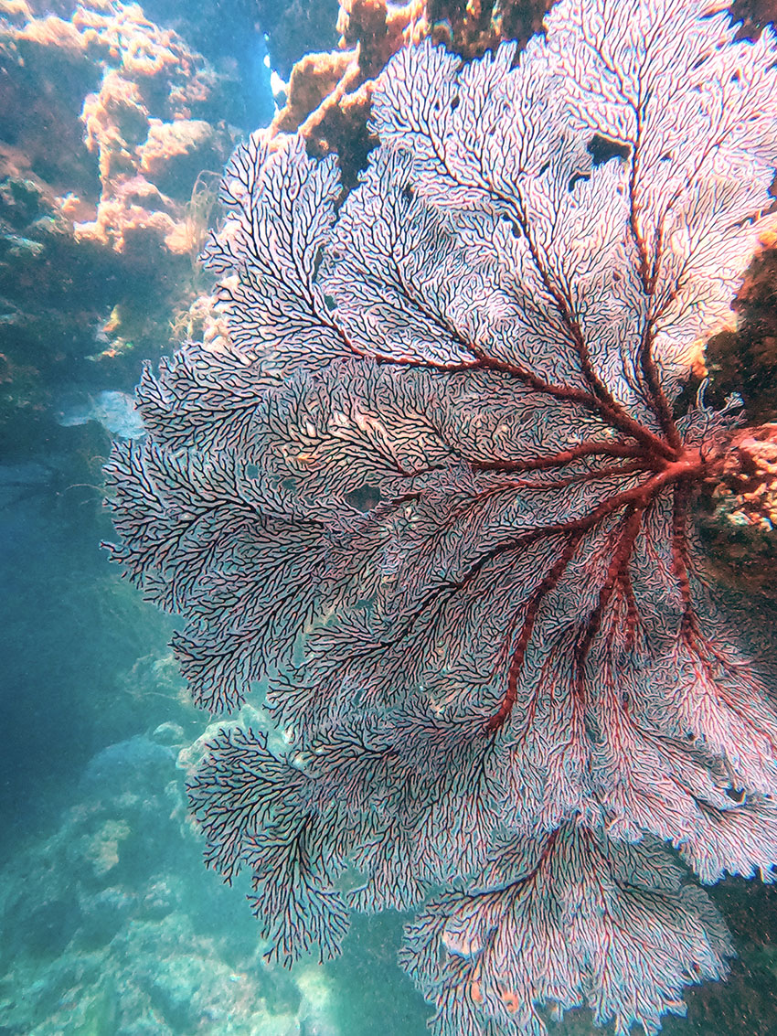 Sea Fan