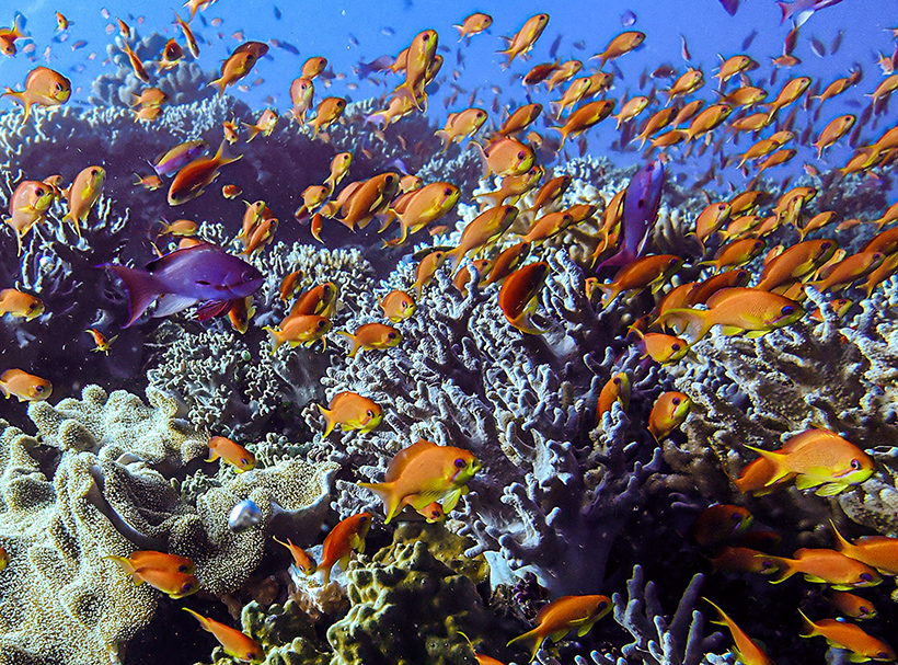 Anthias Fiji