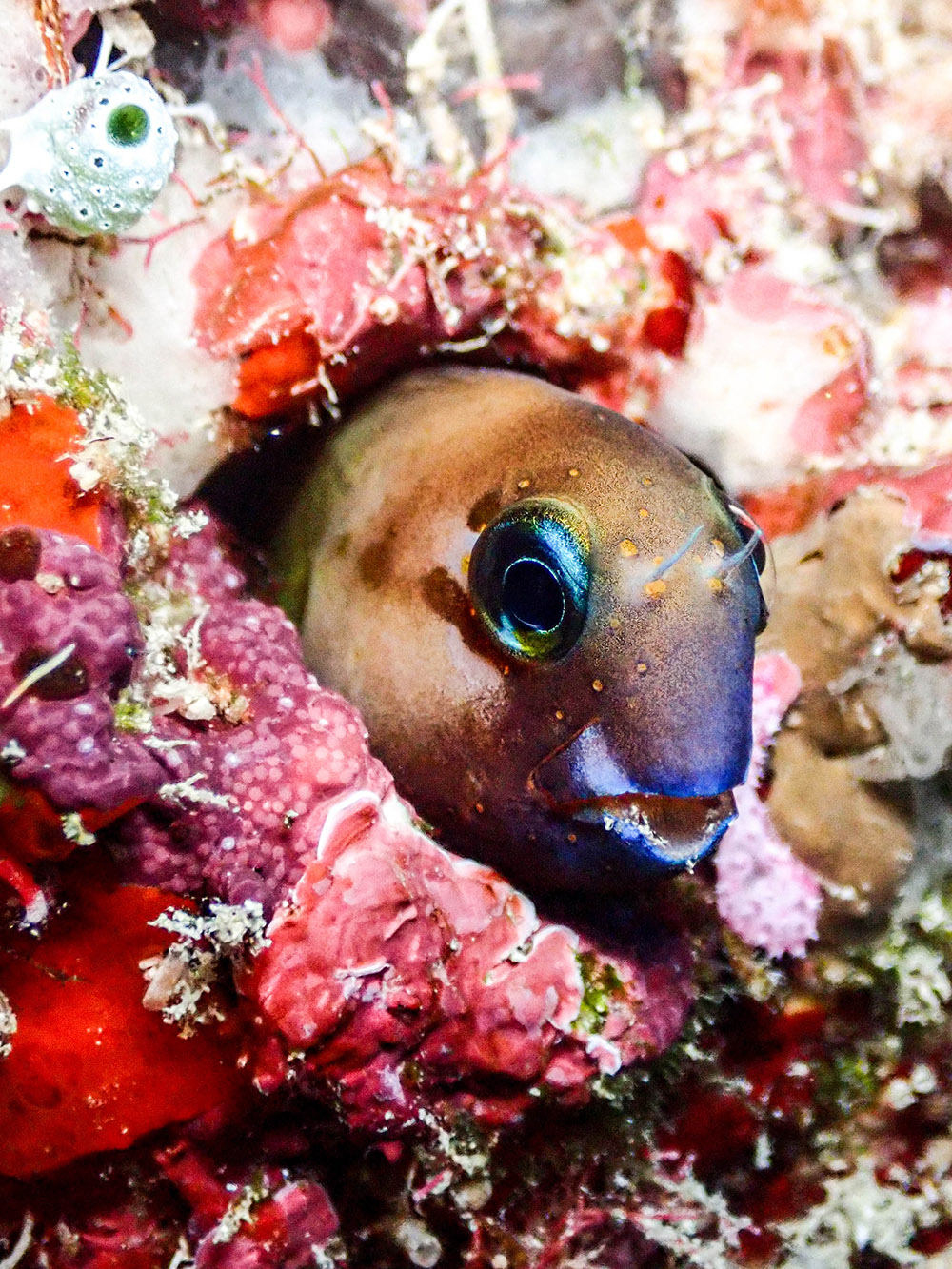 Blenny