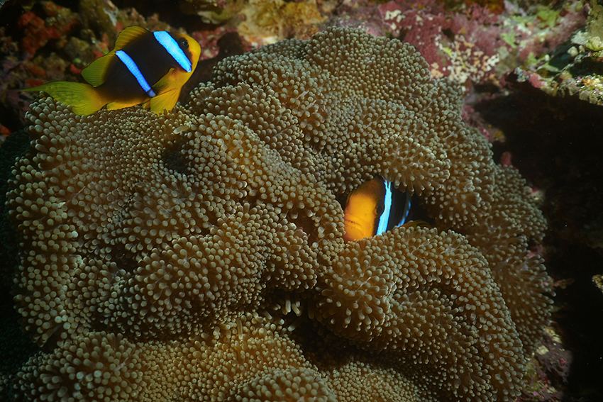 Anemone Fish Fiji