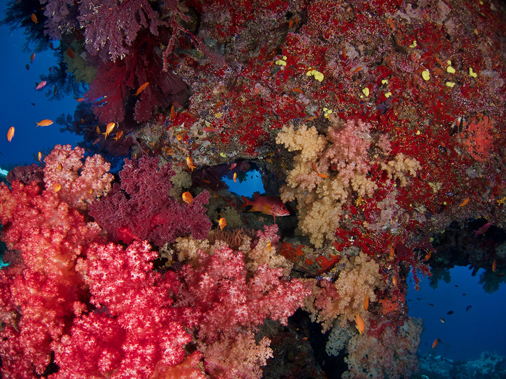 soft corals fiji nai'a