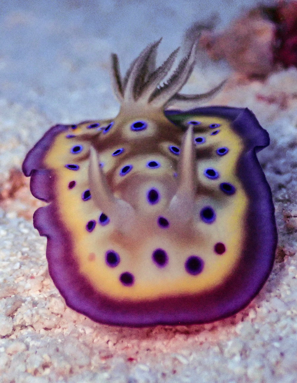 Nudibranch