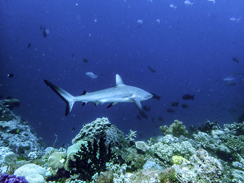 Gray Reef Shark