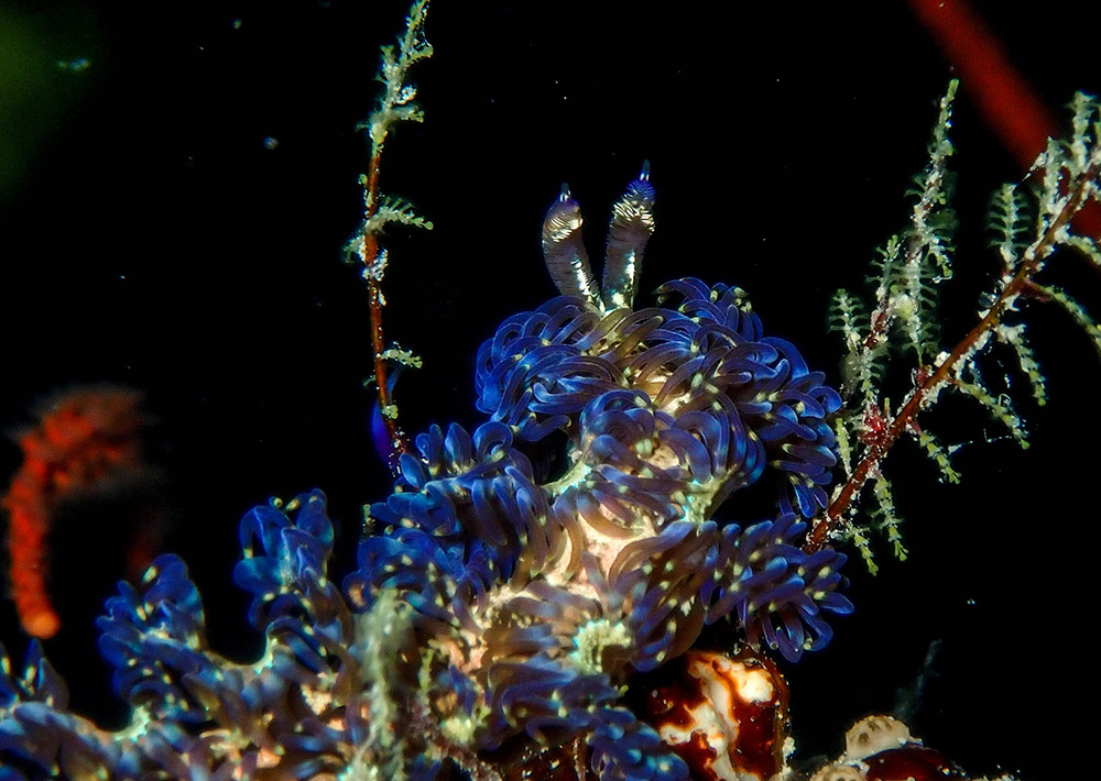 Blue Dragon Nudibranch