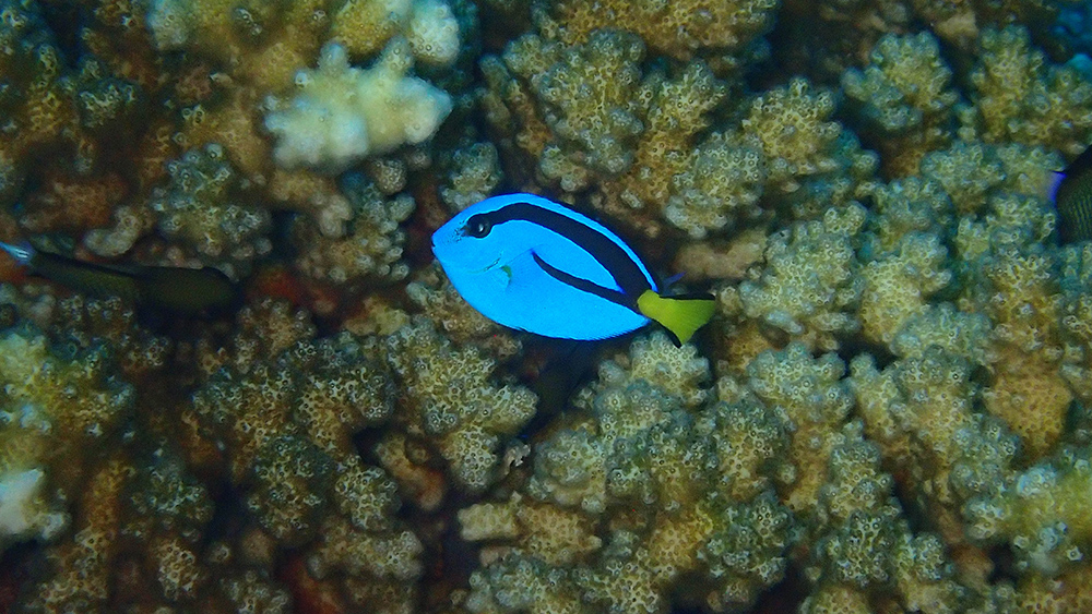 palette surgeonfish dory