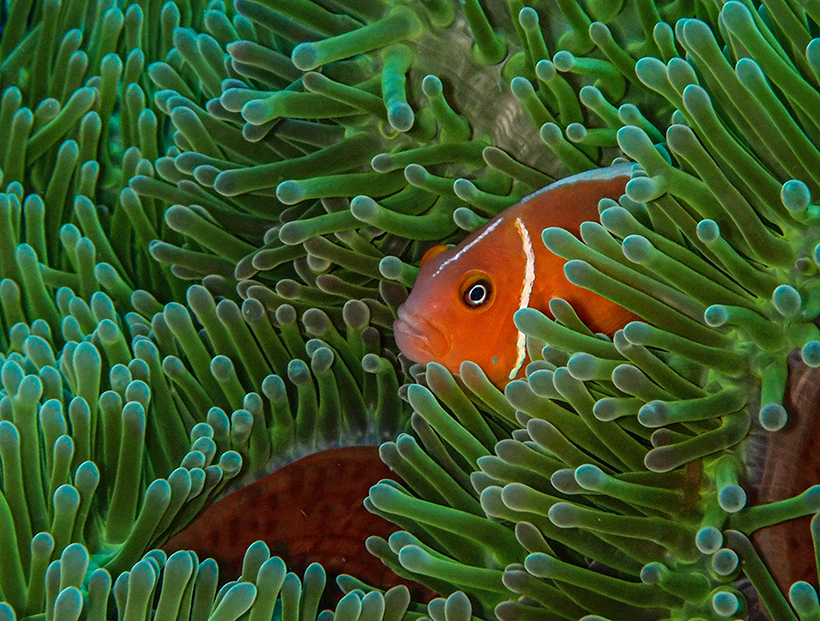 Anemone Fish